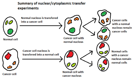 nuclearcytoplasmictransfer 1